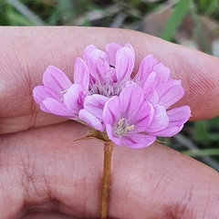 Armeria choulettiana image