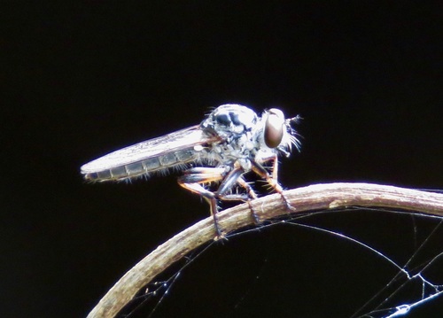 Ommatius distinctus