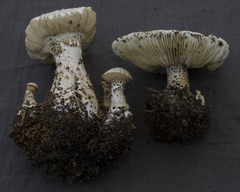 Melanoleuca verrucipes