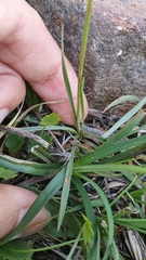 Armeria choulettiana image