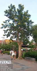 Astianthus viminalis