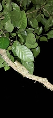 Osteopilus vastus
