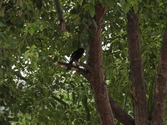 Hypsipetes leucocephalus