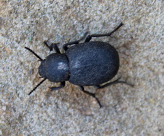 Phymatiotris quadricollis
