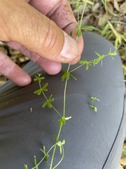 Galium porrigens porrigens