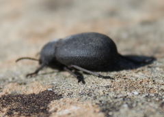 Phymatiotris quadricollis