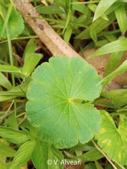 Hydrocotyle bonplandii