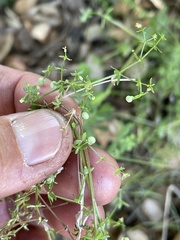 Galium porrigens porrigens