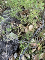 Galium porrigens porrigens