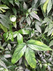 Arisaema grapsospadix