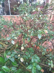 Lantana camara