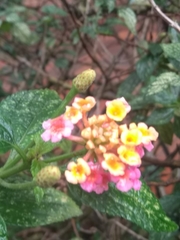 Lantana camara