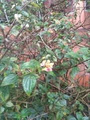 Lantana camara