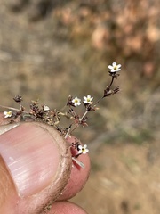 Leptosiphon pygmaeus continentalis