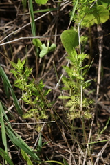 Proserpinaca pectinata