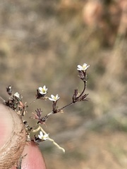 Leptosiphon pygmaeus continentalis