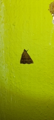 Lepidoptera