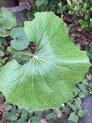 Farfugium japonicum