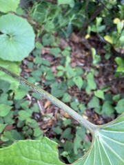 Farfugium japonicum