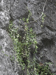 Dischidia
