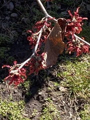 Hamamelis vernalis