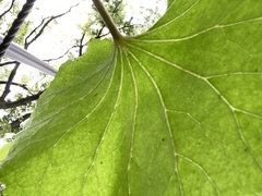 Farfugium japonicum