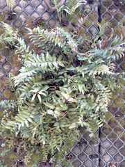 Asplenium oblongifolium
