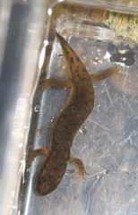 Desmognathus welteri