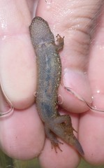 Desmognathus welteri