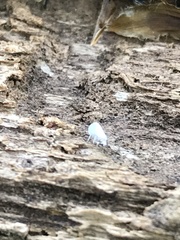 Insecta