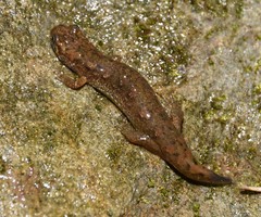 Desmognathus welteri