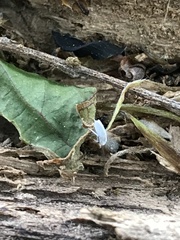 Insecta