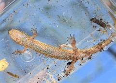 Desmognathus welteri