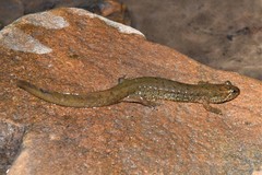 Desmognathus welteri