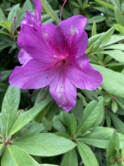 Rhododendron