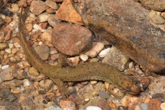 Desmognathus welteri