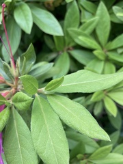Rhododendron