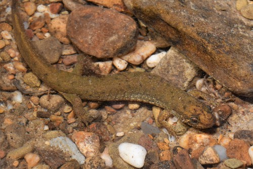 Black Mountain Salamander