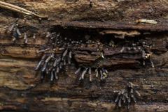 Stemonitopsis typhina