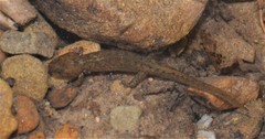 Desmognathus welteri