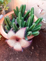 Stapelia gigantea gigantea