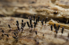 Stemonitopsis typhina