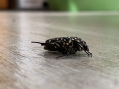 Protaetia niveoguttata