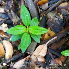 Melastoma malabathricum