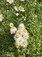 Erigeron philadelphicus