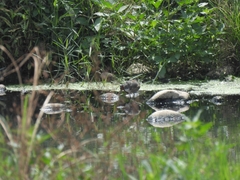 Rostratula benghalensis