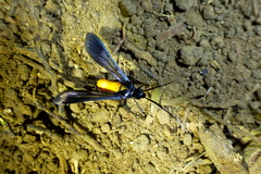 Rhectocraspeda