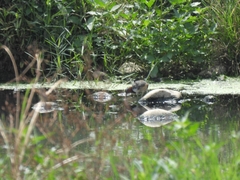 Rostratula benghalensis