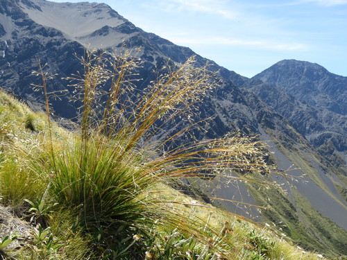Chionochloa pallens Zotov