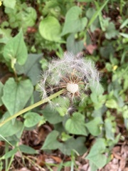 Taraxacum officinale